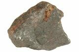 Canyon Diablo Iron Meteorite ( g) - Arizona #270674-1